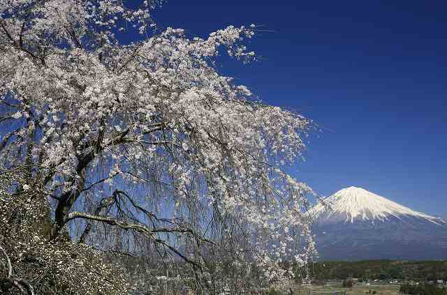 富士山と桜～撮って来ました_a0188405_22541366.jpg