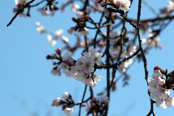 今宵は桜を愛でる。。。　_d0177607_22513789.jpg