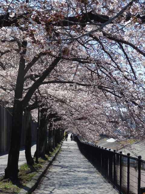 桜の道_b0209810_15525847.jpg