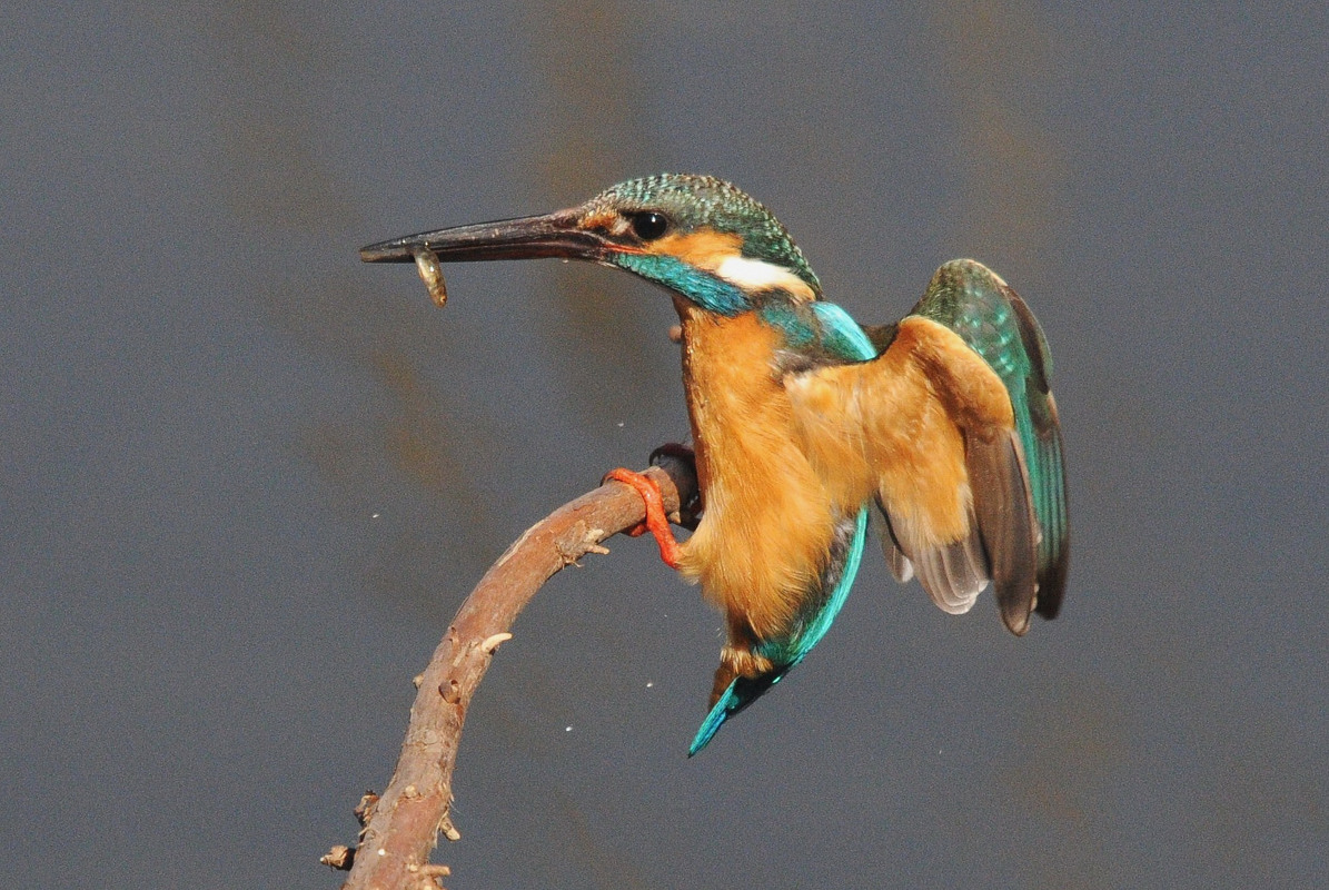 野鳥　カワセミ‥綺麗なパフォーマンス_a0189912_18212928.jpg