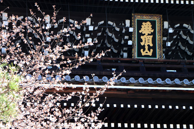 京の花だより　知恩院_e0048413_2031820.jpg