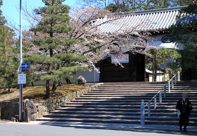 京の花だより　知恩院_e0048413_20323477.jpg