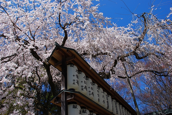 しだれ桜　－　大石神社_a0114714_9155160.jpg