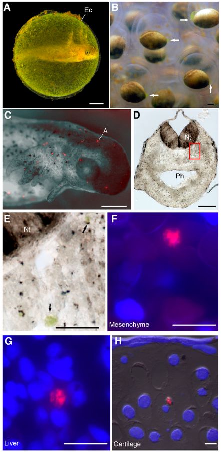 ついに発見された光合成植物の脊椎動物細胞内での共生_c0025115_19185487.jpg