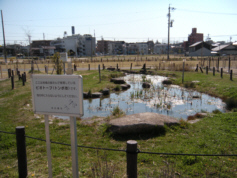 f0090719_753091.jpg