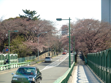 菜の花とカラスミのパスタ_f0235919_0371723.jpg