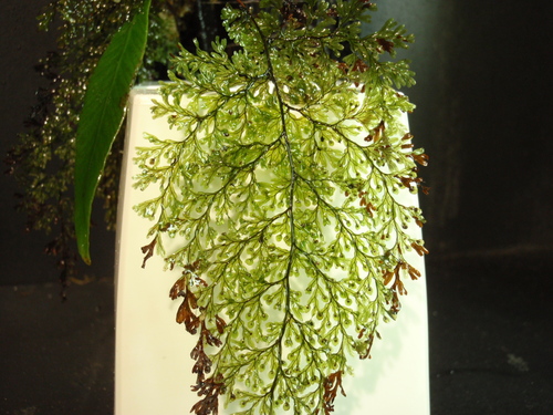 Hymenophyllum sp : コケシノブログ‐苔忍録‐