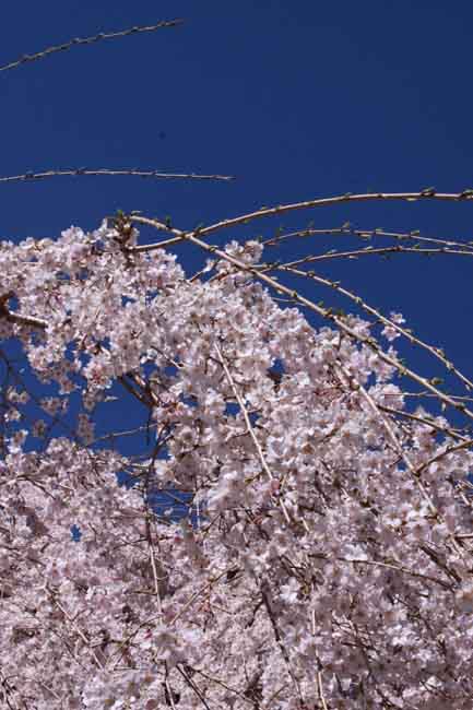 枝垂れ桜満開_e0008820_825981.jpg