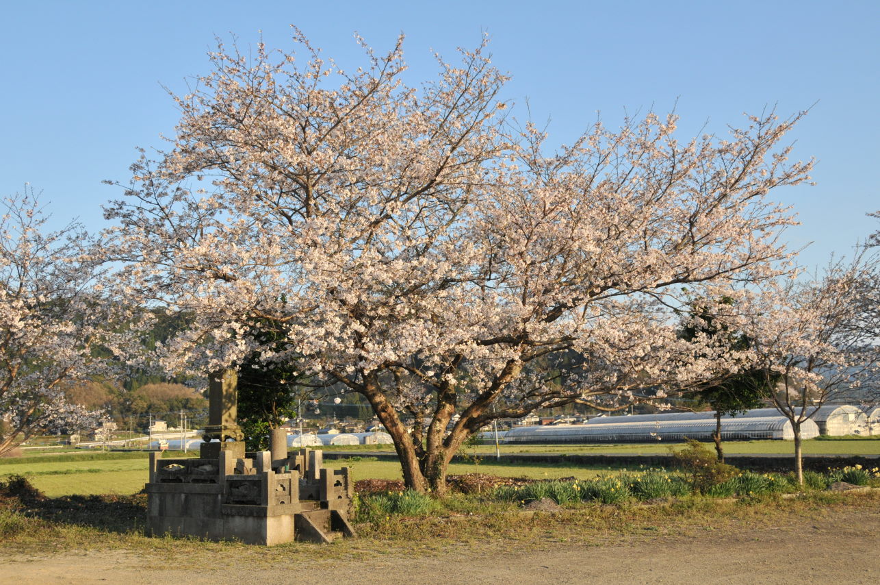 桜を味わう。_e0056537_21125839.jpg