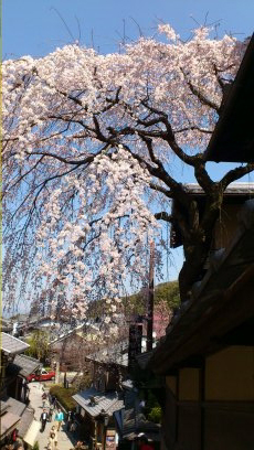 桜。_b0007139_1444123.jpg