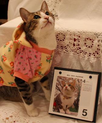猫めくり猫 ぽー編。_a0143140_22514898.jpg