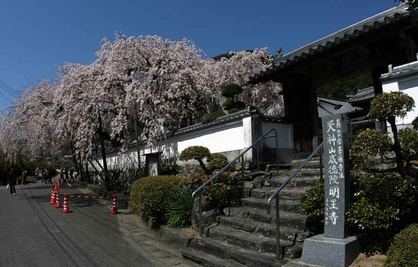 神山町「明王寺」の「しだれ桜」と「剣山スーパー林道マップ」♪_d0058941_20553470.jpg