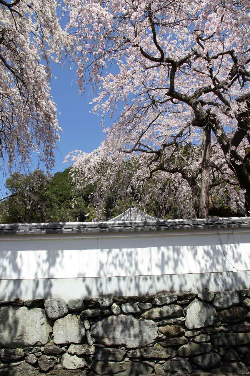 神山町「明王寺」の「しだれ桜」と「剣山スーパー林道マップ」♪ すえドンのフォト日記
