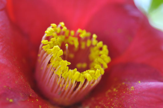 c0093046_6561450.jpg