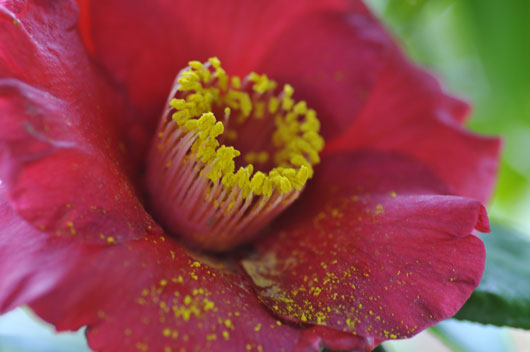 c0093046_6563287.jpg