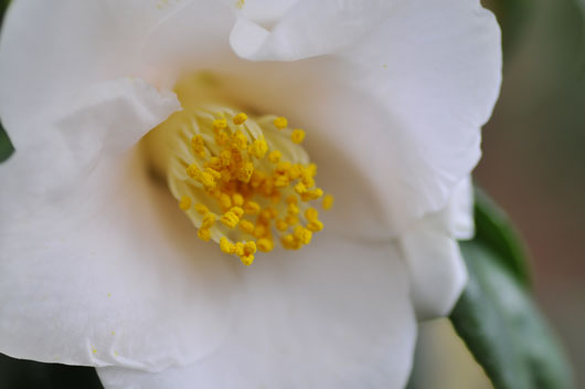 c0093046_6572381.jpg
