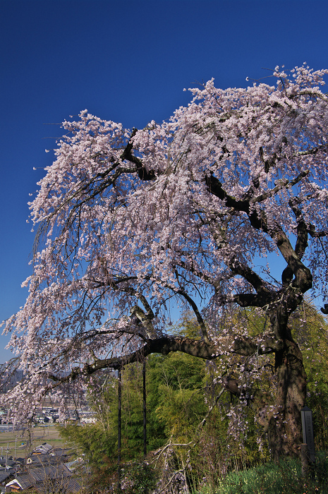 地蔵禅院のしだれ桜（井手町）_f0155048_010073.jpg