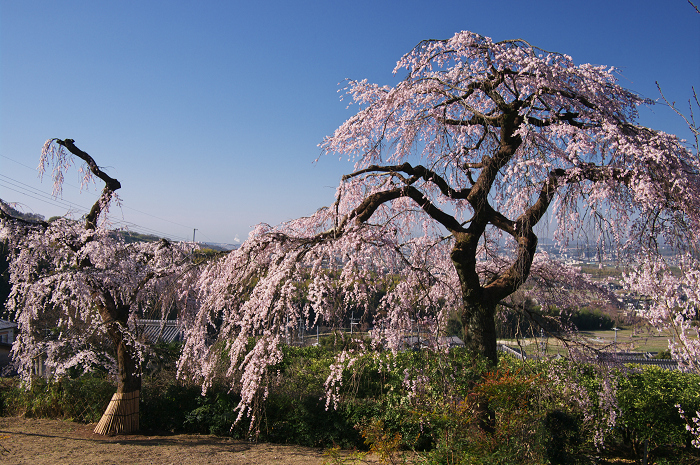 地蔵禅院のしだれ桜（井手町）_f0155048_09512.jpg