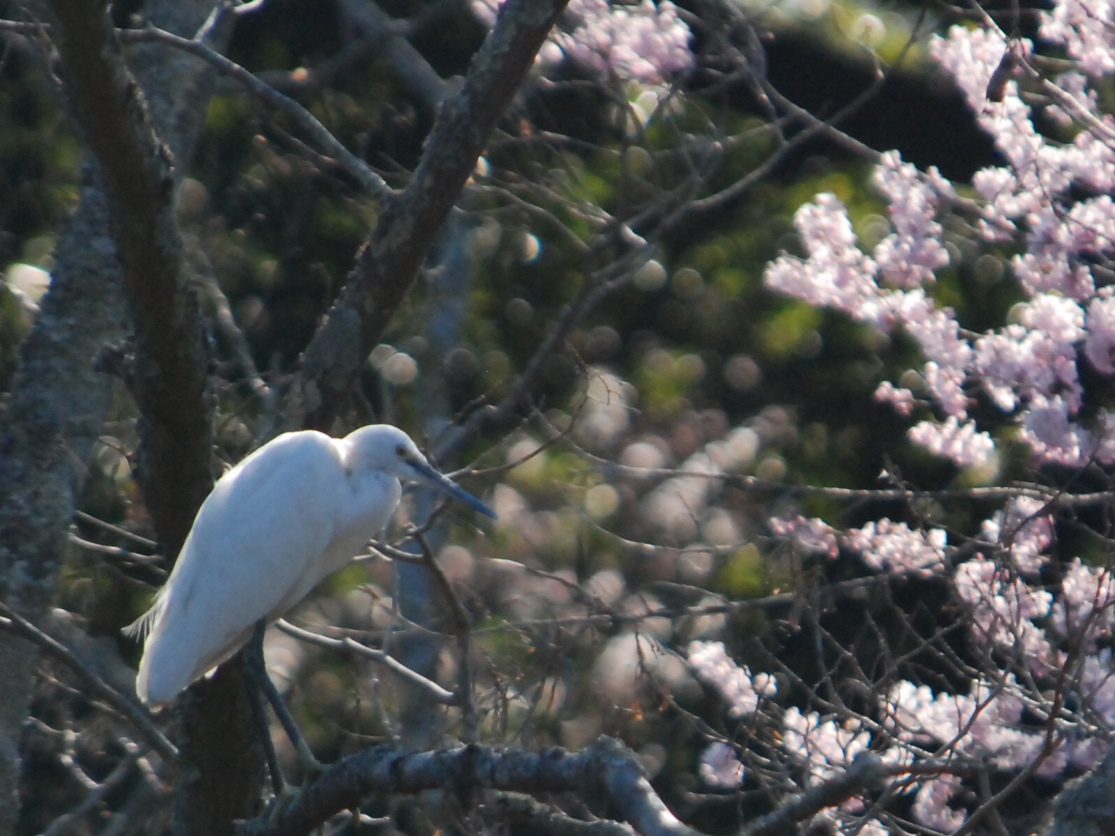 今日の花見_d0135349_17174792.jpg