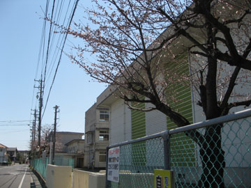 桜咲く・・_a0150850_20503290.jpg