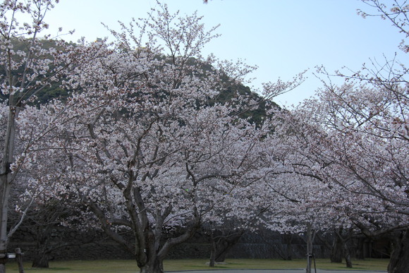 桜、、2_d0163550_20251771.jpg