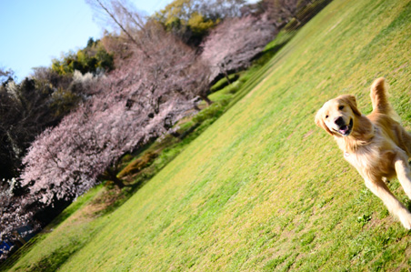 今年の桜さん♪_f0044853_0182059.jpg