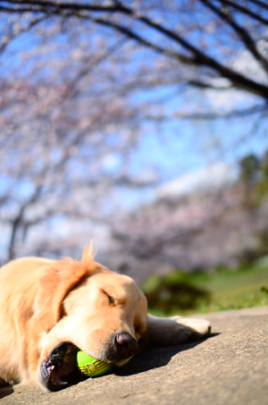 今年の桜さん♪_f0044853_084226.jpg