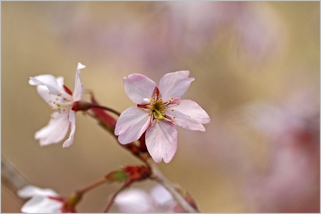 種松山の彼岸桜_b0210154_19325493.jpg