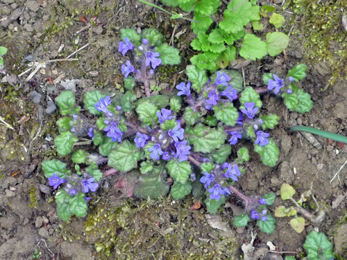 春の花を見に行く_b0045357_9525237.jpg