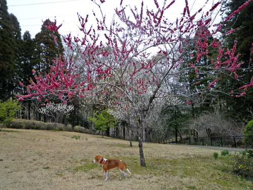 春の花を見に行く_b0045357_9564130.jpg