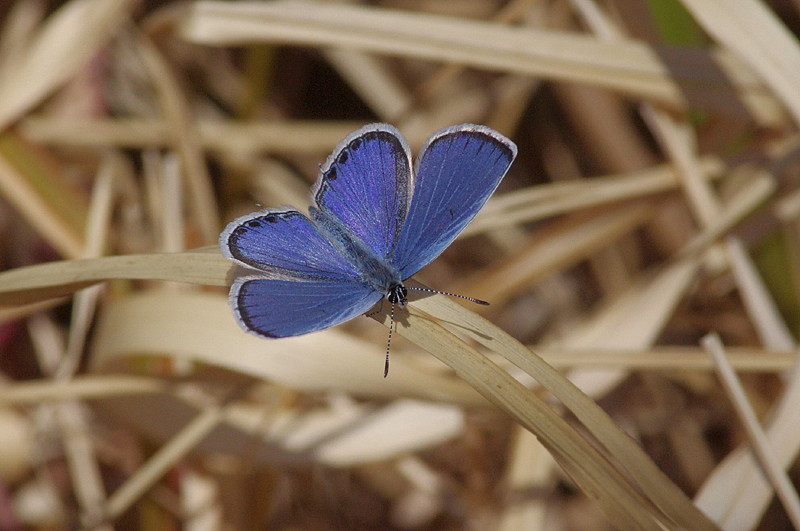 ２０１１．４．５　白金の森　ツマキチョウ_a0181059_20115442.jpg