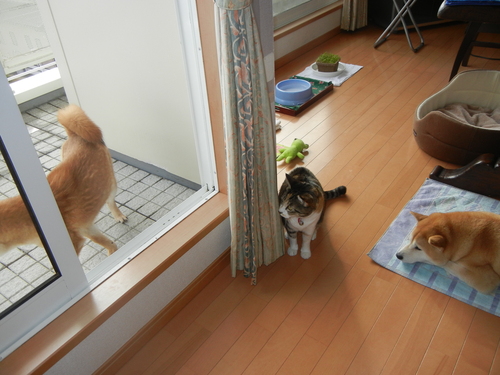 2月12日(土)マイ・フェアボーイ_f0060461_214449.jpg