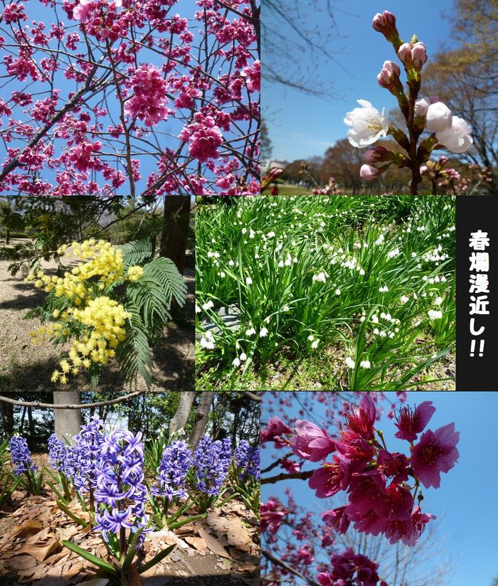 2011　中央公園　さくら開花情報♪　_c0134862_12492694.jpg