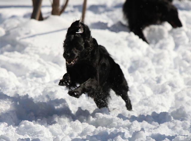 2011　思いがけず雪遊び_c0134862_14533025.jpg