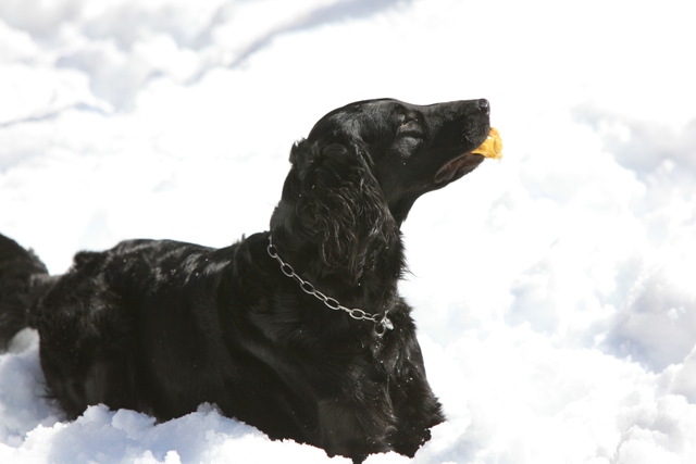 2011　思いがけず雪遊び_c0134862_1453711.jpg