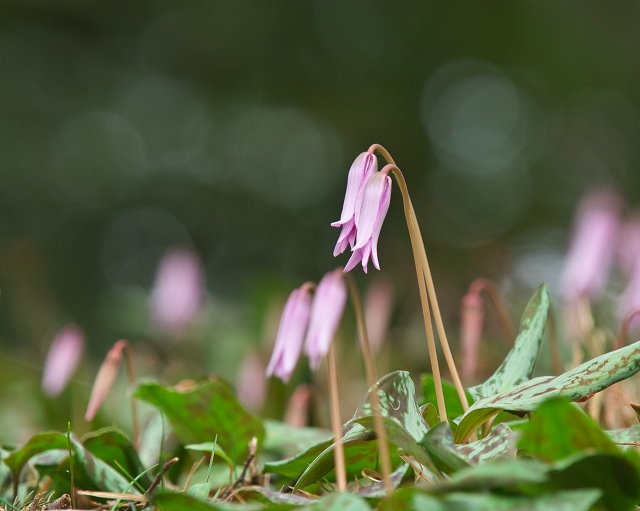 逆井カタクリ群生地開花情報・2011_f0018464_7282.jpg