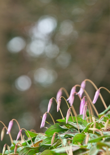 逆井カタクリ群生地開花情報・2011_f0018464_751663.jpg