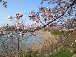 ダンバラ公園の桜と桜の下で_e0136066_22334237.jpg