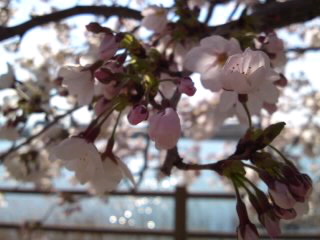ダンバラ公園の桜と桜の下で_e0136066_2233428.jpg