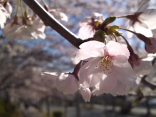 泉の森の桜_e0136066_2325151.jpg