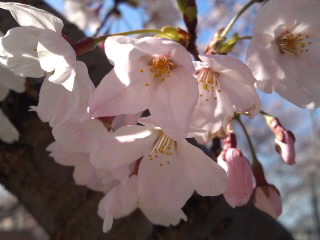 泉の森の桜_e0136066_232515100.jpg