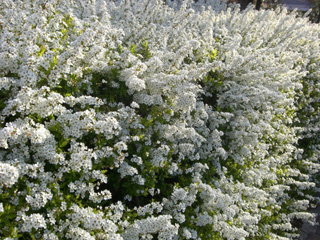 b0135267_10005.jpg