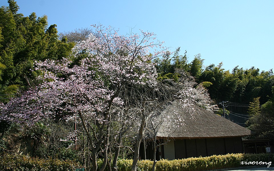 清明の龍宝寺_e0182674_2004734.jpg