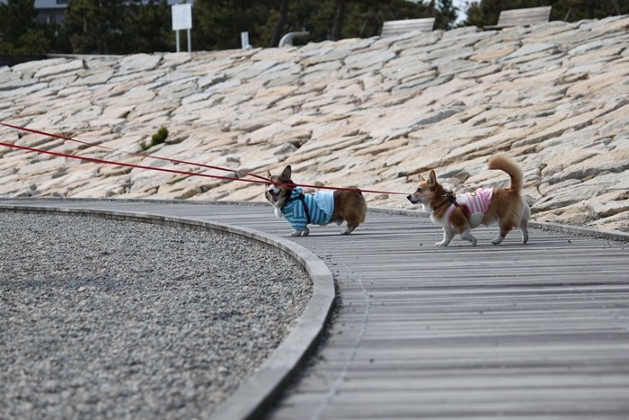 大蔵海岸公園へＧＯ．_f0136675_22423831.jpg