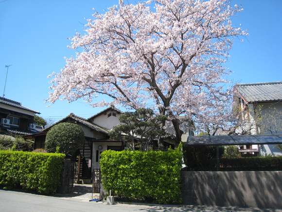柳川さげもんめぐり_e0221583_135927.jpg
