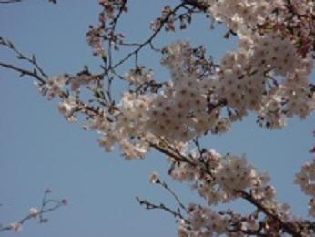 桜日和の桜づくし、開催しました。_c0002089_220759.jpg