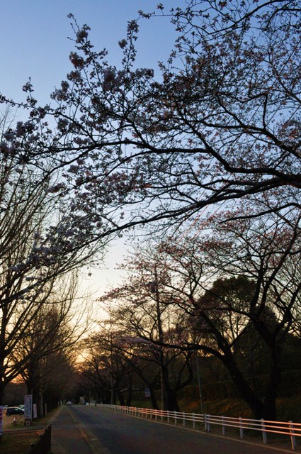 桜はまだかな?_a0126590_23363435.jpg