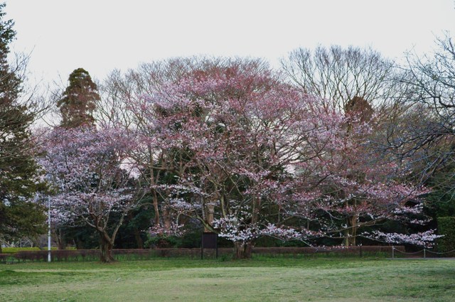 桜はまだかな?_a0126590_23385467.jpg