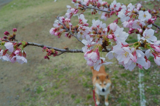 桜はまだかな?_a0126590_23391670.jpg