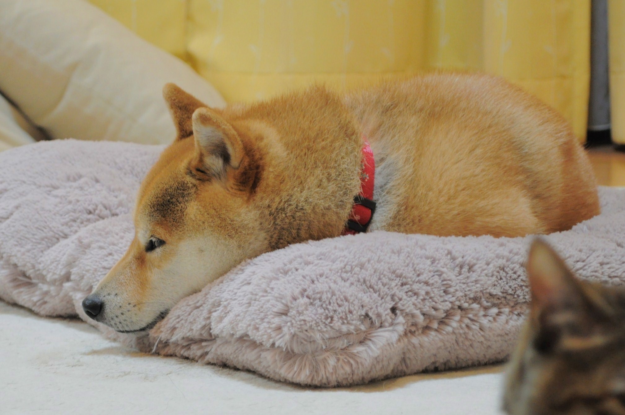 桜はまだかな?_a0126590_23395071.jpg